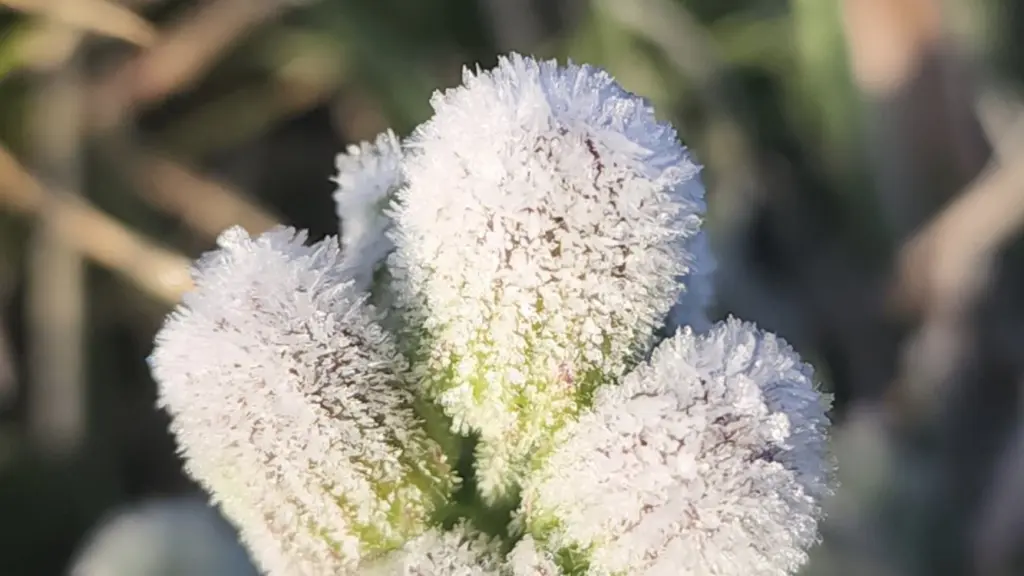 Geada tardia e muito frio para outubro no início desta terça