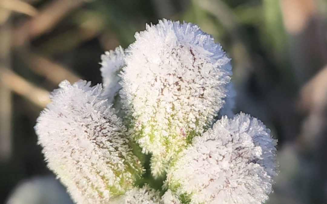 Geada tardia e muito frio para outubro no início desta terça Veja a previsão do tempo para esta terça-feira que começará com temperatura muito baixa para o mês de outubro