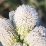 Geada tardia e muito frio para outubro no início desta terça