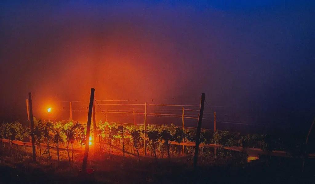 Agricultores usam fogo para salvar lavouras da geada no Sul do Brasil