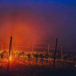 Agricultores usam fogo para salvar lavouras da geada no Sul do Brasil