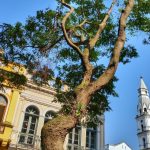 Previsão do tempo: a dez dias do Natal, agasalho cedo da manhã
