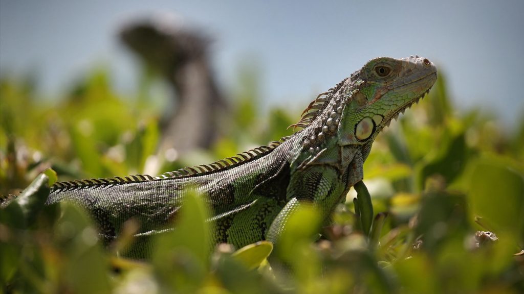 Onda de frio histórica gera alerta de queda de iguanas na Flórida