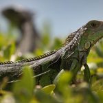 Onda de frio histórica gera alerta de queda de iguanas na Flórida