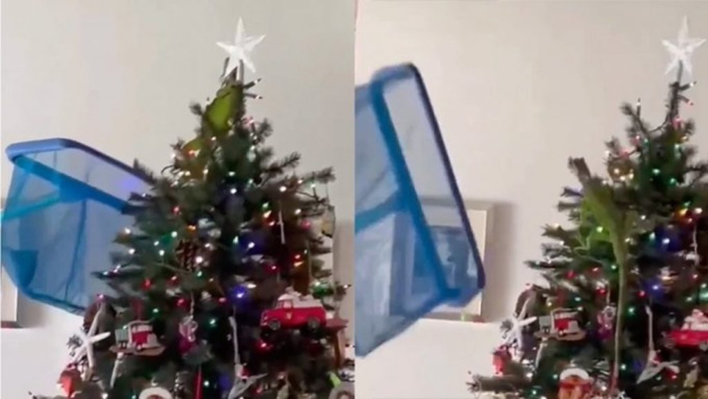 Iguana se refugia em árvore de Natal para escapar do frio na Flórida