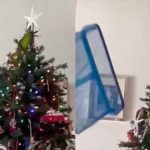 Iguana se refugia em árvore de Natal para escapar do frio na Flórida