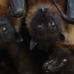 Morcegos congelaram em árvores durante onda de frio nos EUA