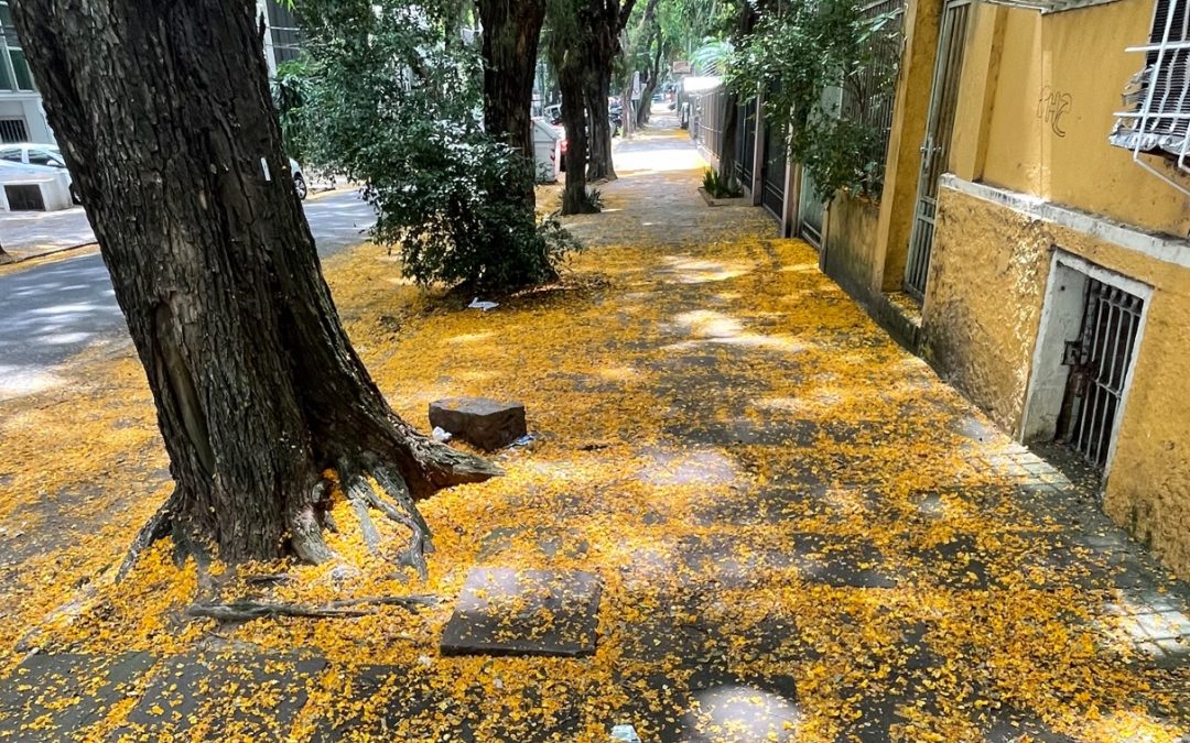 Tapete natural amarelo encanta em Porto Alegre em época de Copa Capital gaúcha está repleta de cores com a floração da primavera de diferentes árvores. Capital gaúcha é uma das mais arborizadas do Brasil.