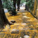 Tapete natural amarelo encanta em Porto Alegre em época de Copa