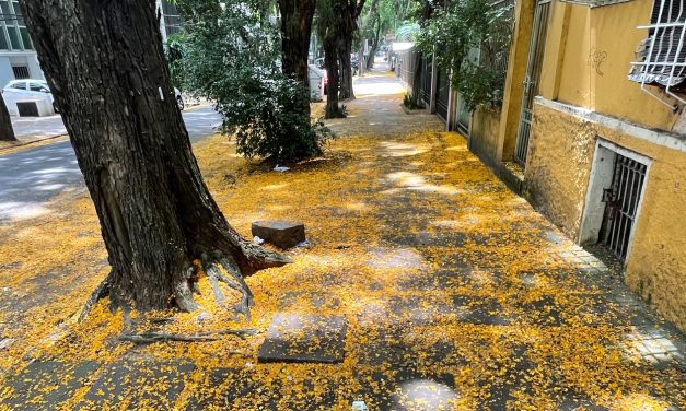 Tapete natural amarelo encanta em Porto Alegre em época de Copa