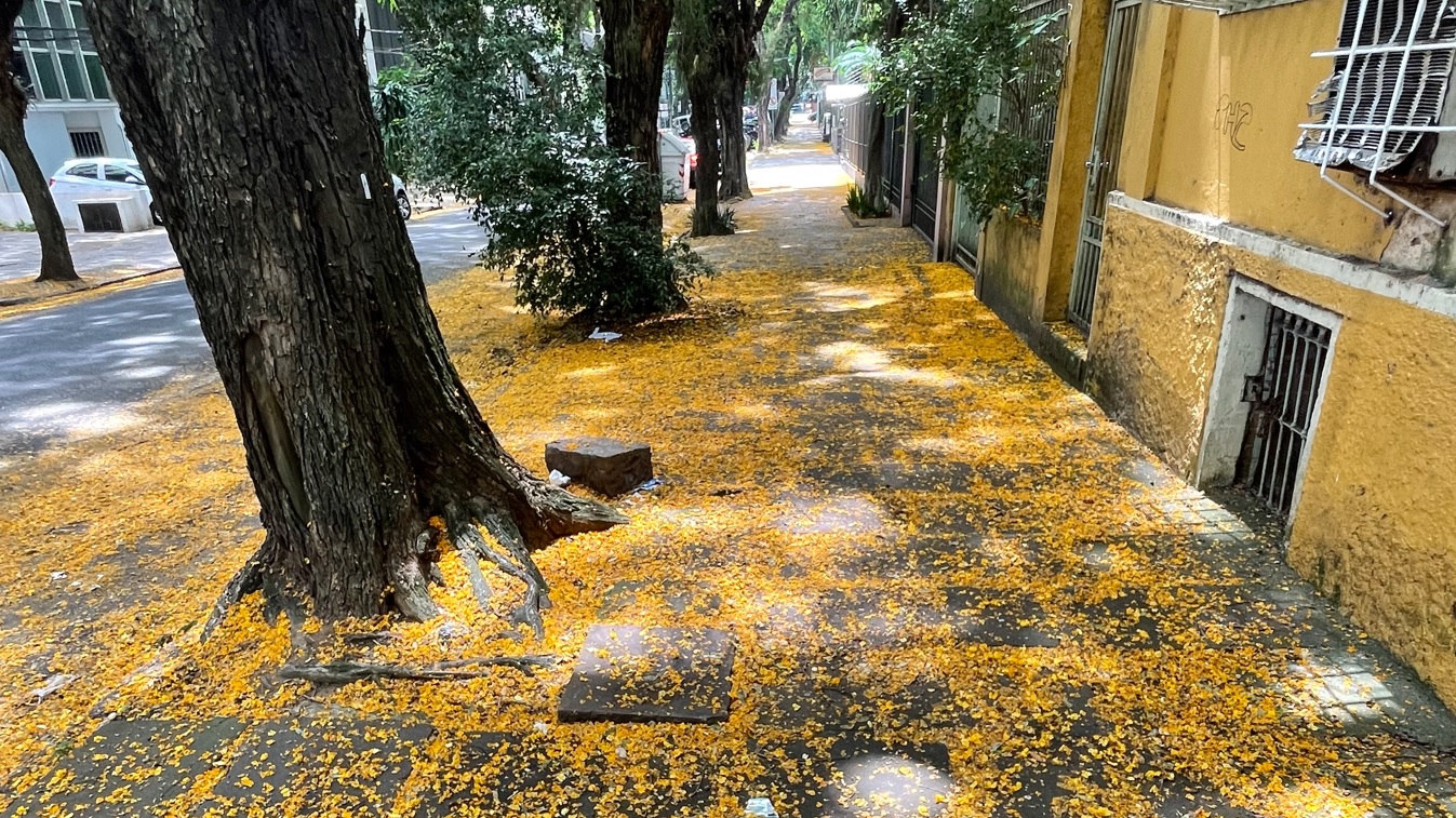 Tapete natural amarelo encanta em Porto Alegre em época de Copa Capital gaúcha está repleta de cores com a floração da primavera de diferentes árvores. Capital gaúcha é uma das mais arborizadas do Brasil.
