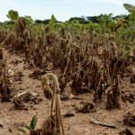 Veja os graves efeitos da seca no cinturão verde de Porto Alegre