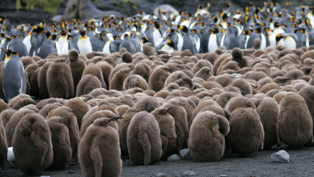 Descoberta a partir do espaço uma colônia de pinguins na Antártida