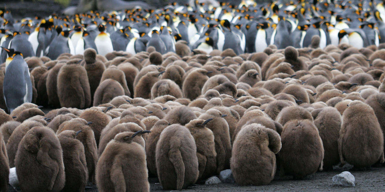 <span class="entry-title-primary">Descoberta a partir do espaço uma colônia de pinguins na Antártida</span> <h2 class="entry-subtitle">Mudanças no clima e redução do gelo marinho ameaçam diferentes espécies de pinguins na região antártica </h2>
