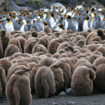 Descoberta a partir do espaço uma colônia de pinguins na Antártida