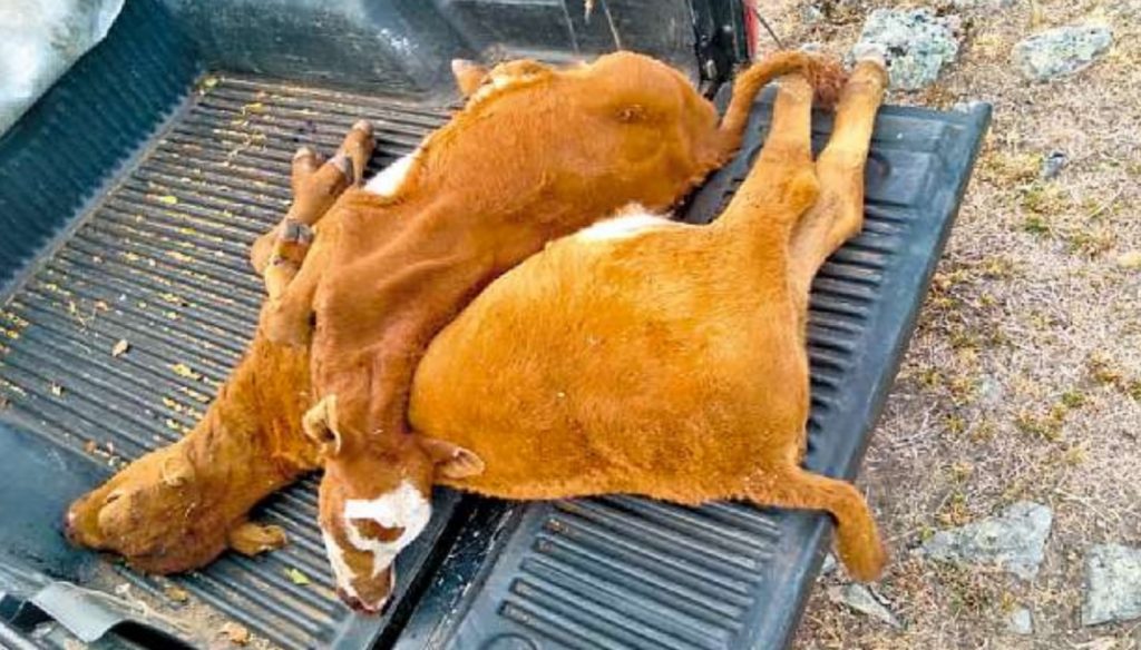 Animais desmaiam de fome e sede com a seca no Oeste gaúcho