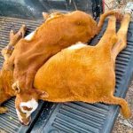 Animais desmaiam de fome e sede com a seca no Oeste gaúcho