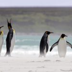 Rio de Janeiro tem temperatura menor que Malvinas no pico do verão