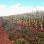 Rio Grande do Sul tem mais uma safra de milho frustrada por seca