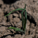 Quebra da safra argentina de soja pela seca supera piores projeções