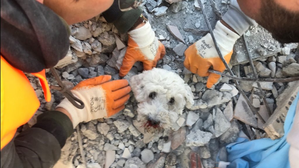 Salvamento de pequeno cão emociona resgatistas na Turquia