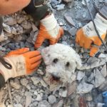 Salvamento de pequeno cão emociona resgatistas na Turquia