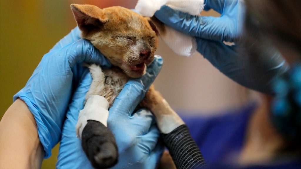 Cães e gatos queimados nos incêndios recebem ajuda no Chile