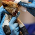 Cães e gatos queimados nos incêndios recebem ajuda no Chile