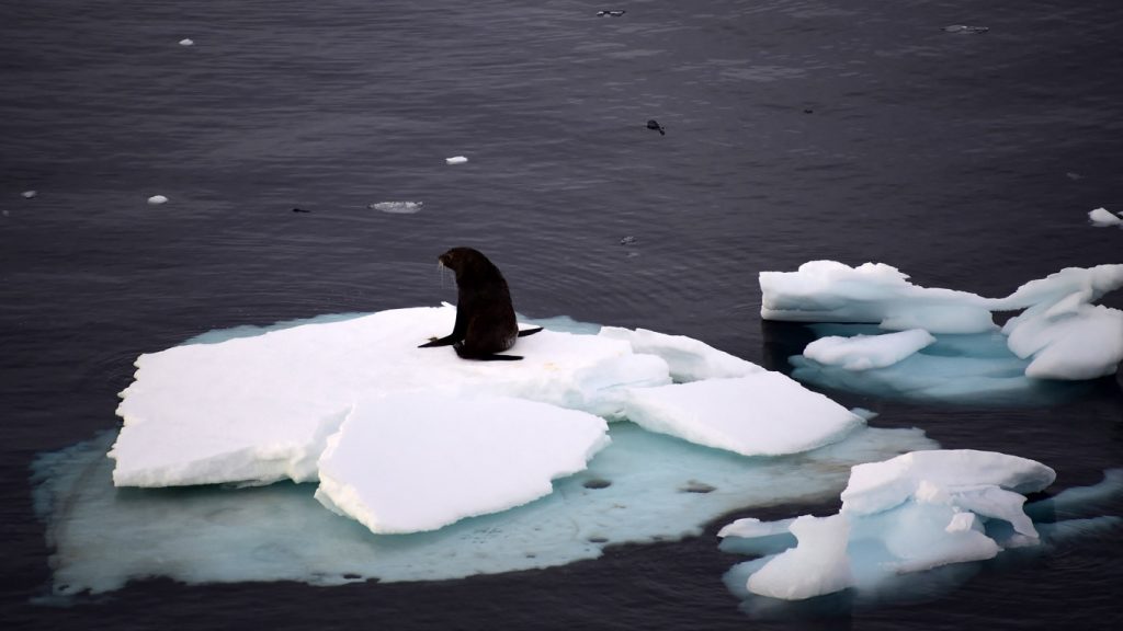 Gelo marinho na Antártida atinge menor cobertura já registrada
