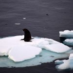 Gelo marinho na Antártida atinge menor cobertura já registrada