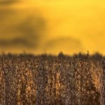 Tendência de chuva de curto prazo é muito ruim em fase crítica da safra