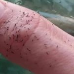 Calor recorde traz praga semelhante a piolhos em Buenos Aires