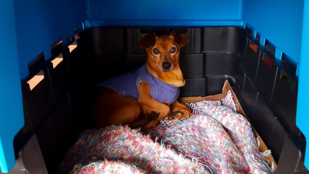 A semana terá frio de inverno, nevoeiros e geada ampla no Estado