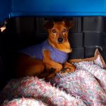 A semana terá frio de inverno, nevoeiros e geada ampla no Estado