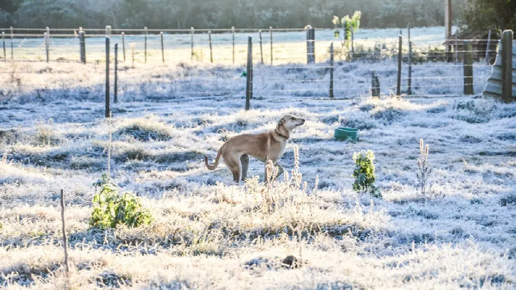 Confira quais áreas podem ter geada pelo frio das próximas madrugadas