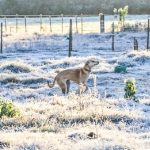 Confira quais áreas podem ter geada pelo frio das próximas madrugadas