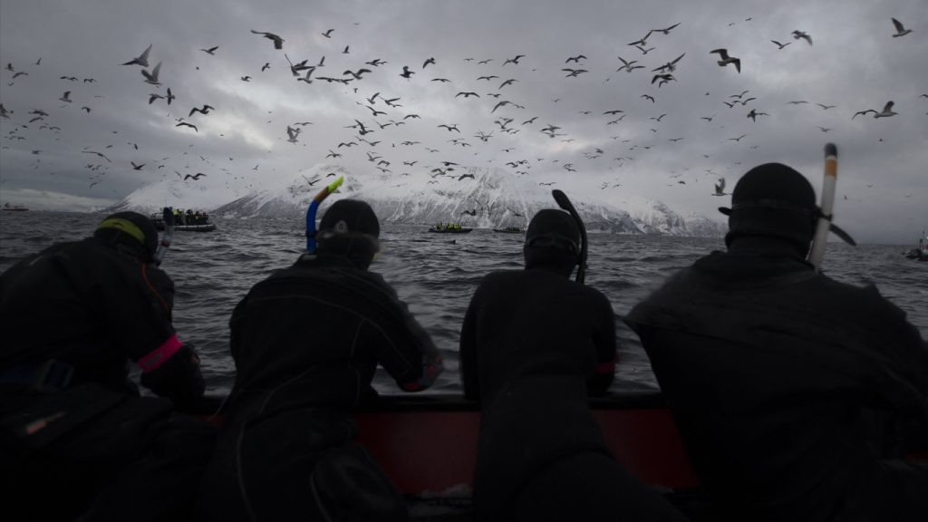 Experts alertam para graves efeitos ambientais por oceanos muito quentes