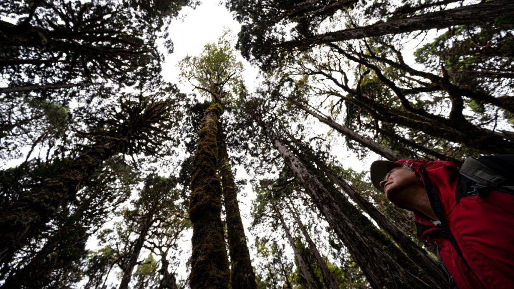 Árvore pode contar milhares de anos do clima na América do Sul