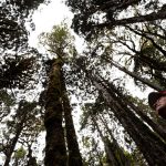 Árvore pode contar milhares de anos do clima na América do Sul