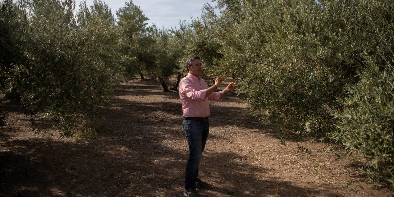 <span class="entry-title-primary">Seca sem fim ameaça o maior produtor mundial de azeite de oliva</span> <h2 class="entry-subtitle">Produtores falam em "catástrofe" na Espanha com seca prolongada e temperaturas extremas que comprometem as oliveiras</h2>
