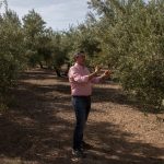 Seca sem fim ameaça o maior produtor mundial de azeite de oliva