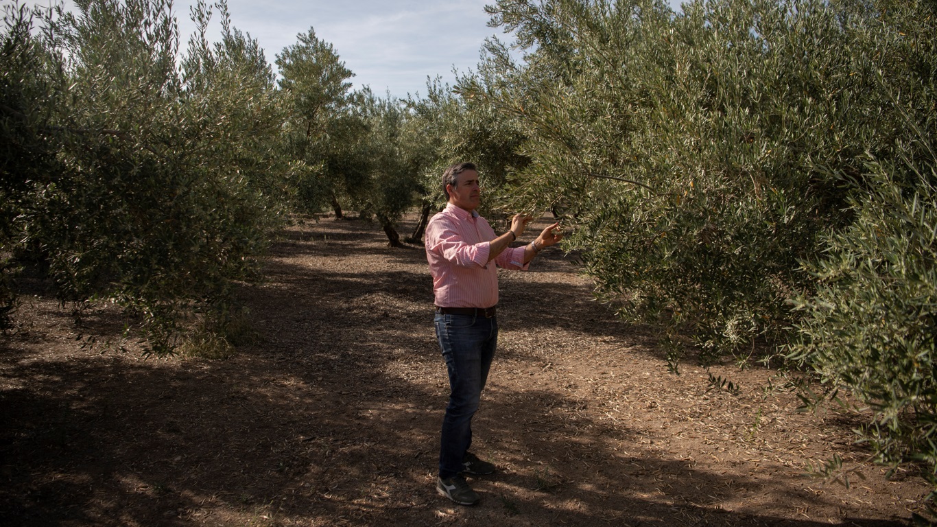 Sequía interminable amenaza al mayor productor de aceite de oliva del mundo
