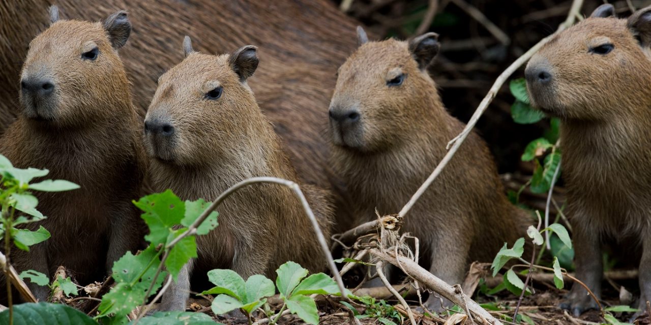 Capivara - ecologia, características, fotos  Capivara, Fotos de capivara,  Animais da floresta tropical