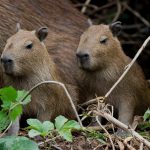 Conheça a grande ameaça para as capivaras da Amazônia