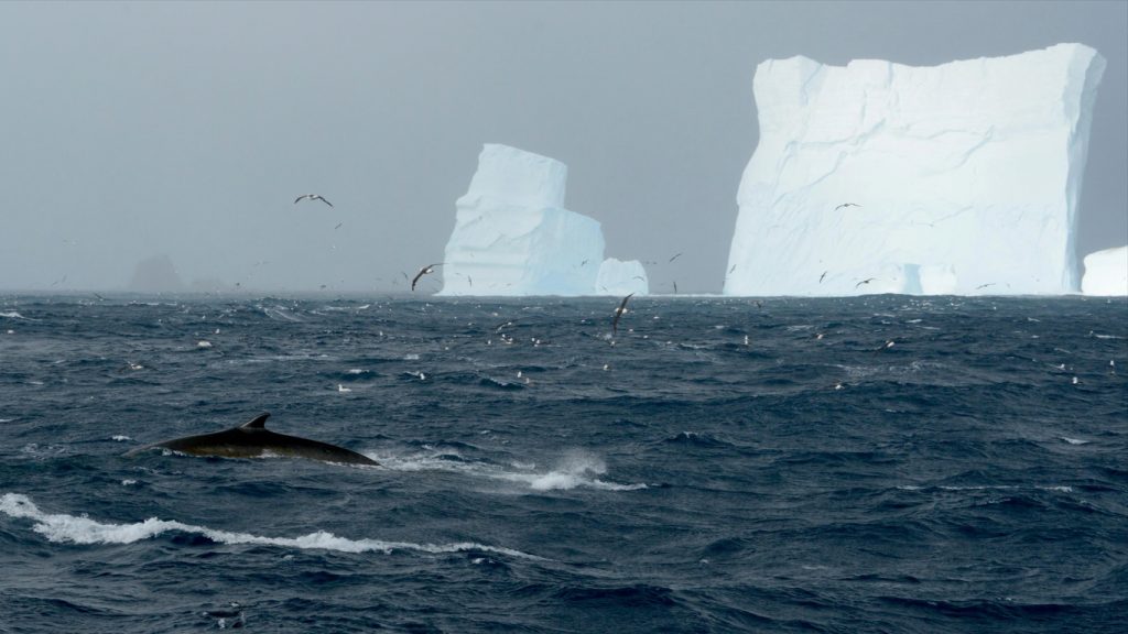 Cobertura de gelo na Antártida cai a níveis jamais vistos e intriga a ciência
