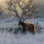 Geada e temperatura negativa marcaram o começo da semana