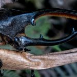 Mudanças climáticas ameaçam a “floresta das nuvens”