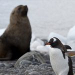 Estudo: desaceleração perigosa da circulação oceânica na Antártida