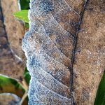 O frio voltou, mas até quando?