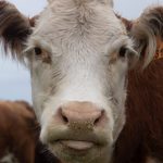 Pecuária sustentável aumenta lucros e reduz emissões no Uruguai